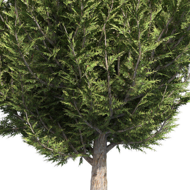 Hollywood Juniper Tree 02 Low-poly 3D model_3