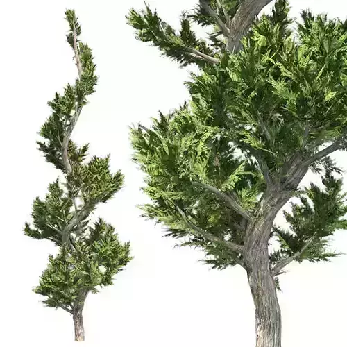 Hollywood Juniper Tree Spiral Low-poly 3D model