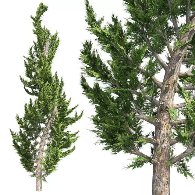 Hollywood Juniper Topiary Tree Low-poly 3D model_0