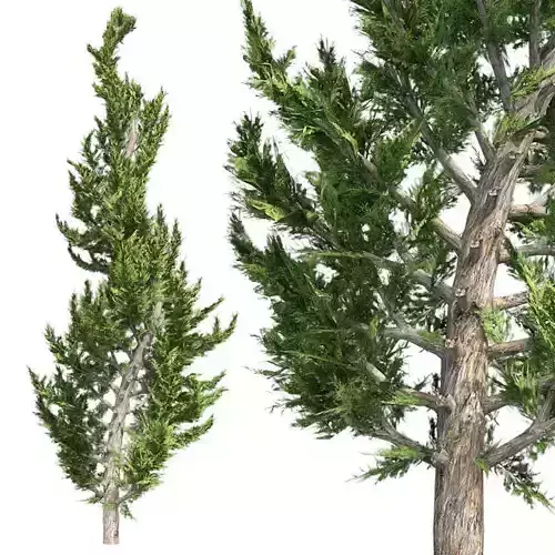 Hollywood Juniper Topiary Tree Low-poly 3D model