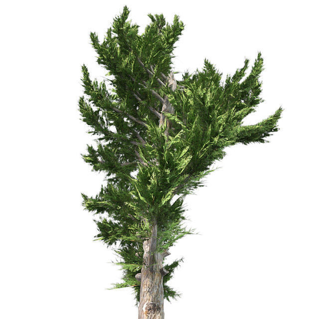 Hollywood Juniper Topiary Tree Low-poly 3D model_1