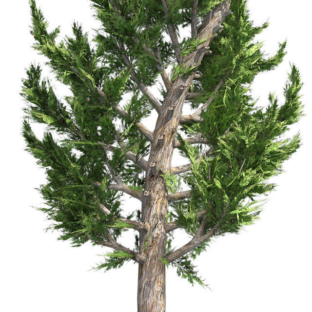 Hollywood Juniper Topiary Tree Low-poly 3D model_3