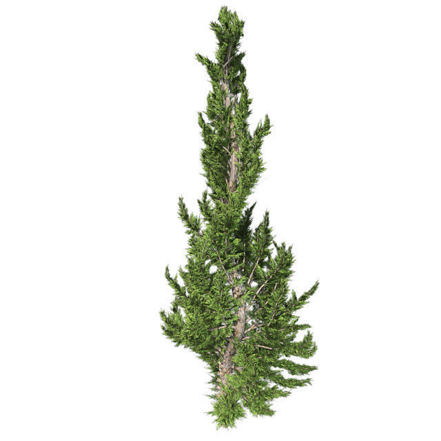 Hollywood Juniper Topiary Tree Low-poly 3D model_2