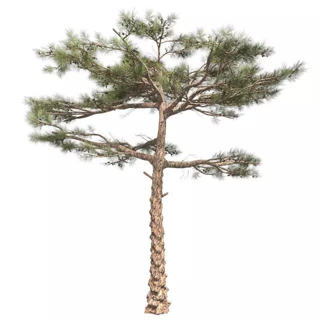 Huangshan Pine Tree Low-poly 3D model_0