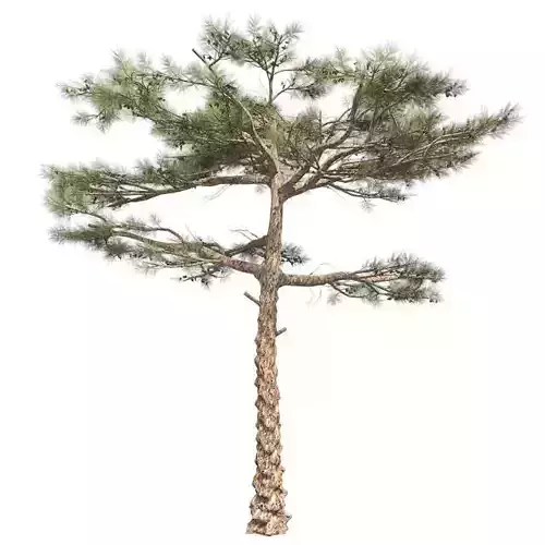 Huangshan Pine Tree Low-poly 3D model