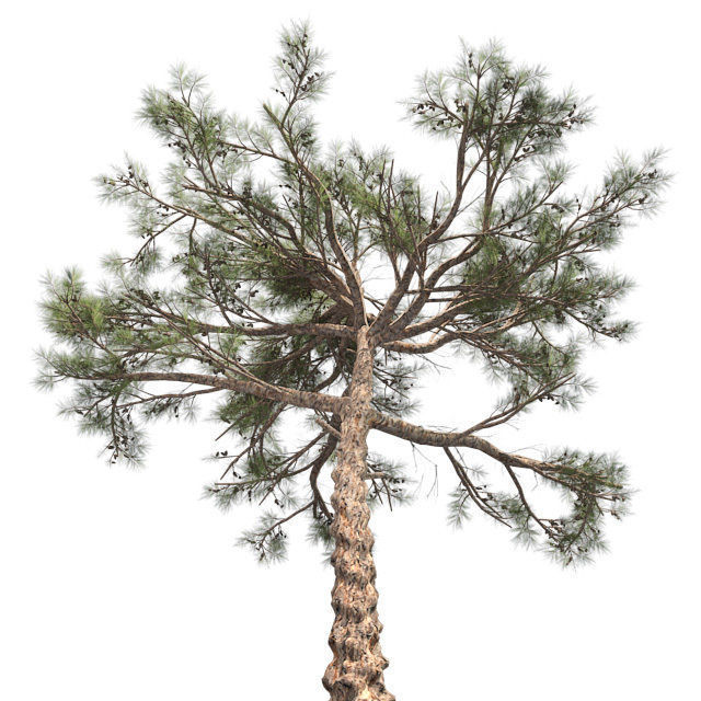 Huangshan Pine Tree Low-poly 3D model_1