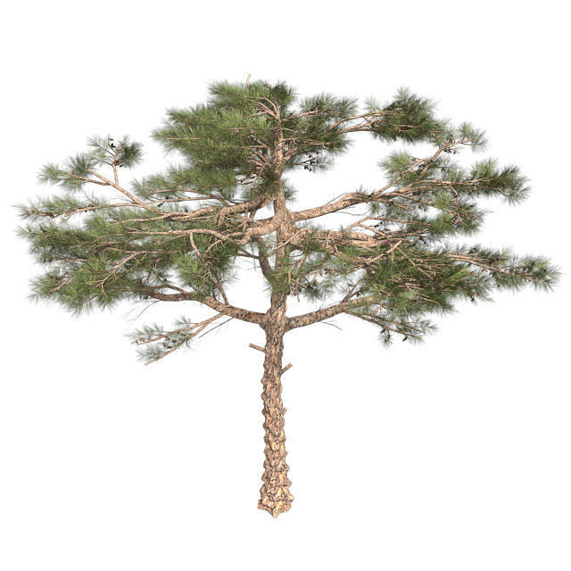 Huangshan Pine Tree Low-poly 3D model_2