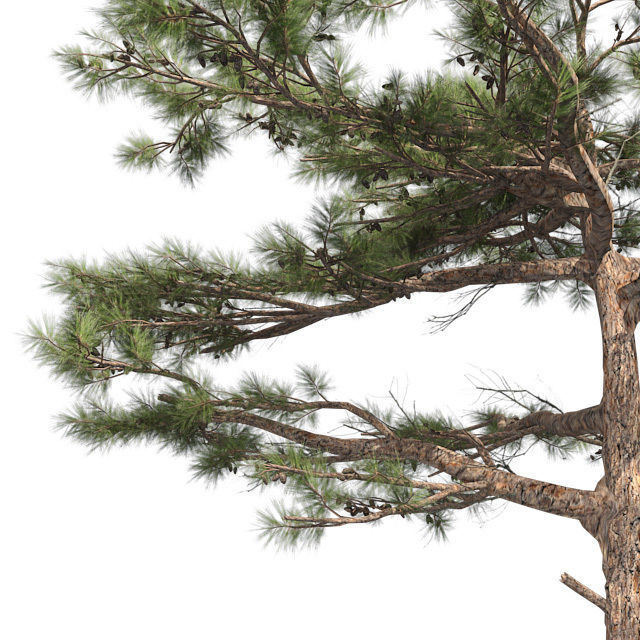 Huangshan Pine Tree Low-poly 3D model_3