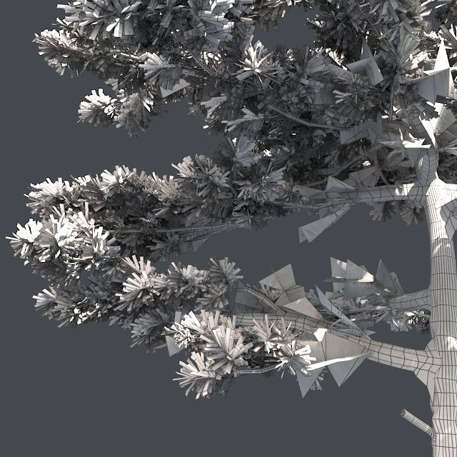 Huangshan Pine Tree Low-poly 3D model_4