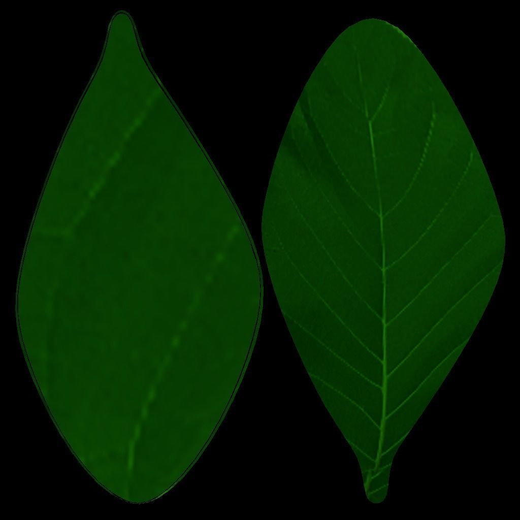 White Flowers 3D model_15