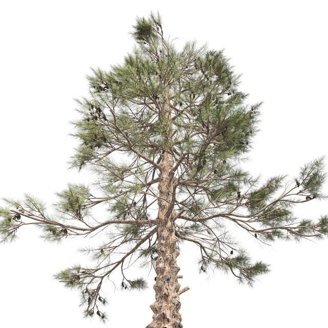 Huangshan Pine Tree 2 Low-poly 3D model_1