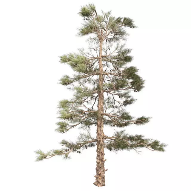 Huangshan Pine Tree 2 Low-poly 3D model_0