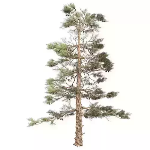 Huangshan Pine Tree 2 Low-poly 3D model