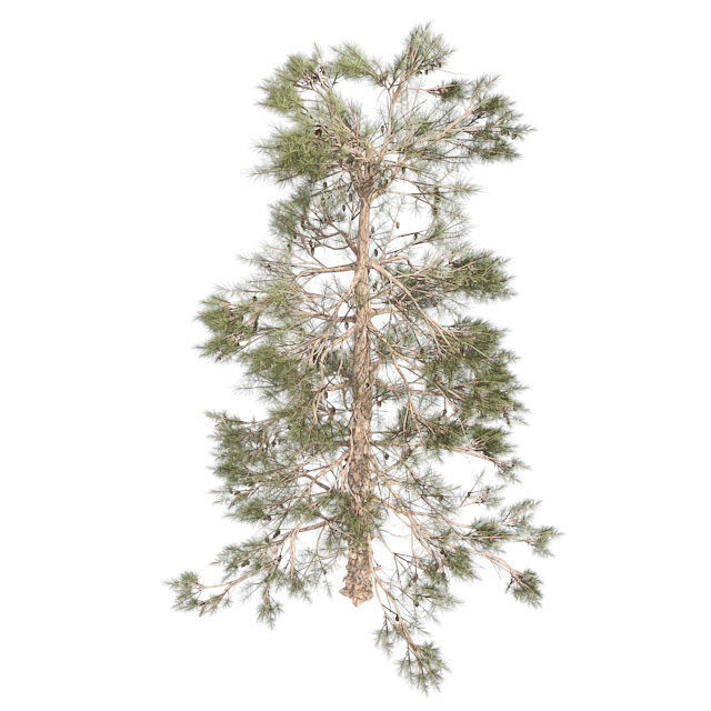 Huangshan Pine Tree 2 Low-poly 3D model_2