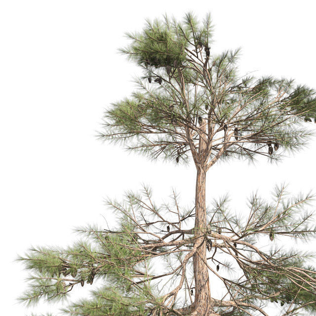 Huangshan Pine Tree 2 Low-poly 3D model_3