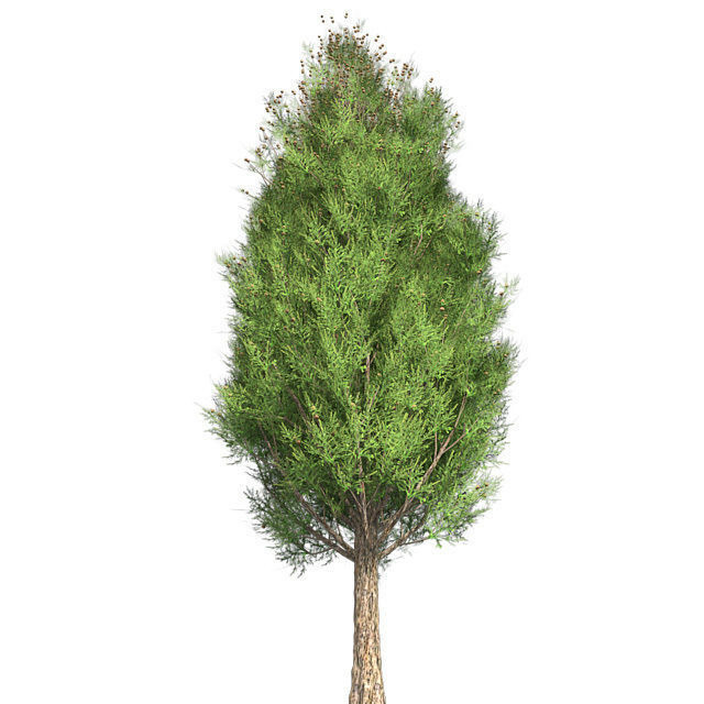Italian Cypress Tree Low-poly 3D model_1