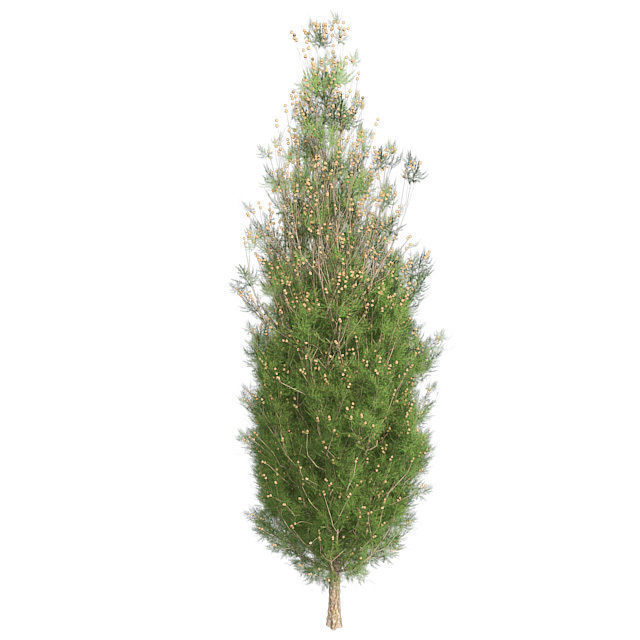 Italian Cypress Tree Low-poly 3D model_2