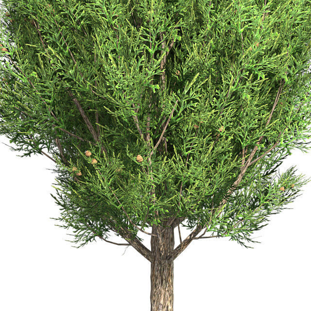 Italian Cypress Tree Low-poly 3D model_3