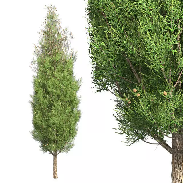 Italian Cypress Tree Low-poly 3D model_0