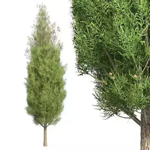 Italian Cypress Tree Low-poly 3D model