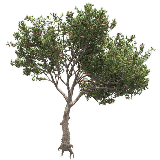 Italian Cypress Tree 2 Low-poly 3D model_1