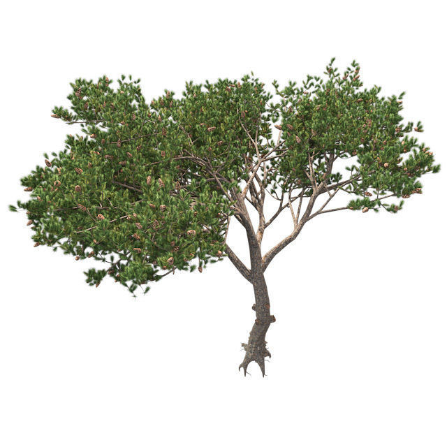 Italian Cypress Tree 2 Low-poly 3D model_2