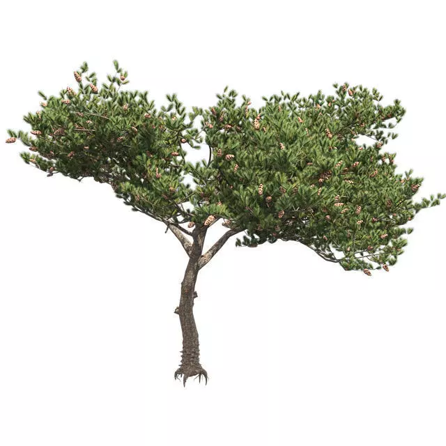 Italian Cypress Tree 2 Low-poly 3D model_0