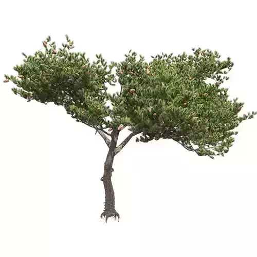 Italian Cypress Tree 2 Low-poly 3D model