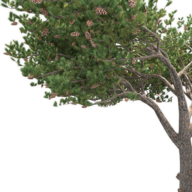 Italian Cypress Tree 2 Low-poly 3D model_3
