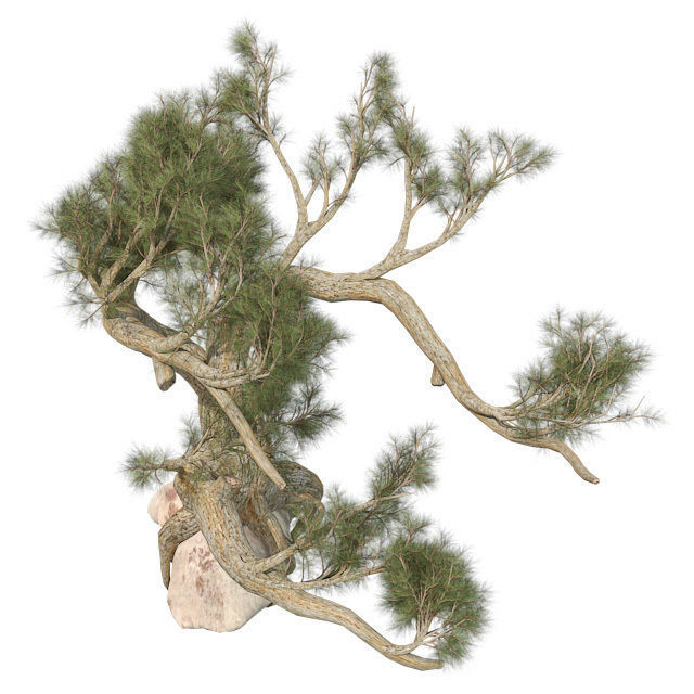 Jeffery Pine Tree Low-poly 3D model_2