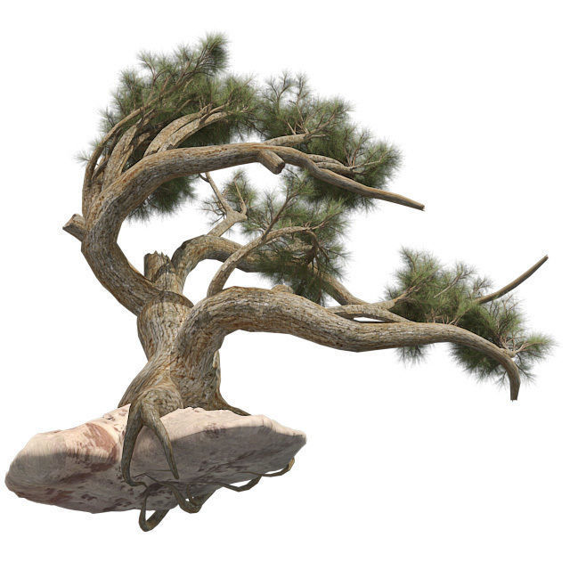 Jeffery Pine Tree Low-poly 3D model_1