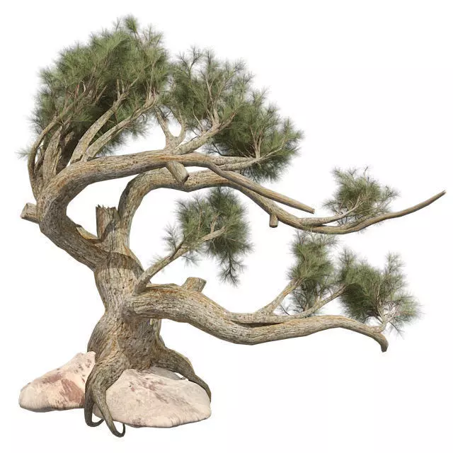 Jeffery Pine Tree Low-poly 3D model_0