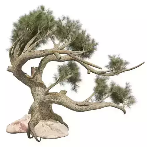 Jeffery Pine Tree Low-poly 3D model