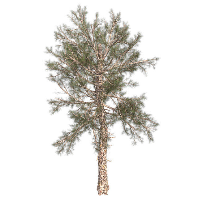 Lablolly Pine Tree Low-poly 3D model_2