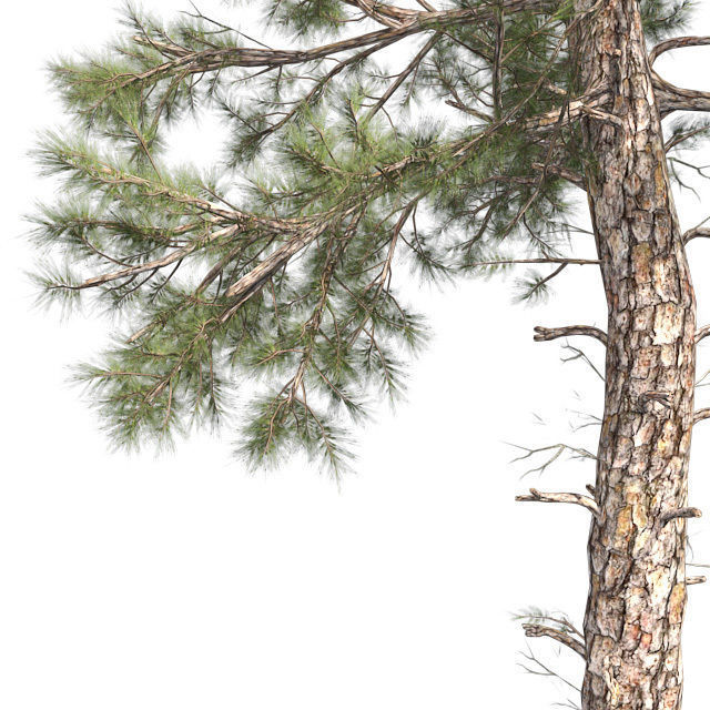 Lablolly Pine Tree Low-poly 3D model_3
