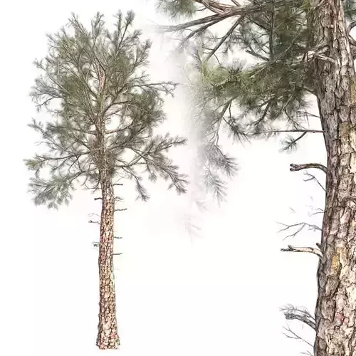Lablolly Pine Tree Low-poly 3D model