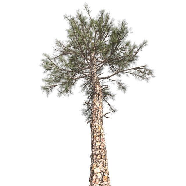 Lablolly Pine Tree Low-poly 3D model_1