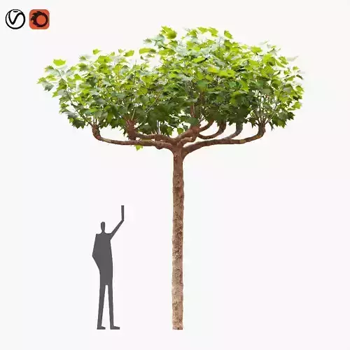 London planetree Canopy 5m 3D model