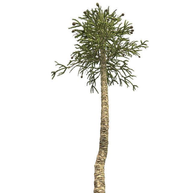 Monkey Puzzle Tree Low-poly 3D model_1