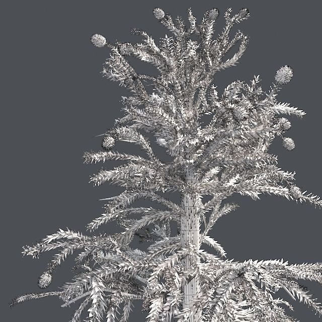 Monkey Puzzle Tree Low-poly 3D model_4