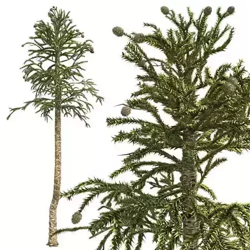 Monkey Puzzle Tree Low-poly 3D model