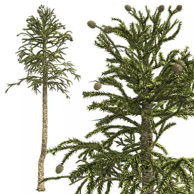 Monkey Puzzle Tree Low-poly 3D model_0