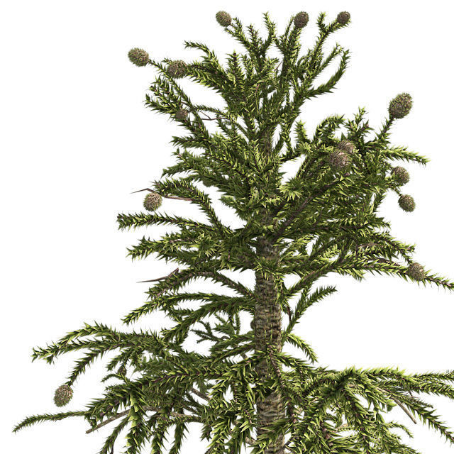 Monkey Puzzle Tree Low-poly 3D model_3