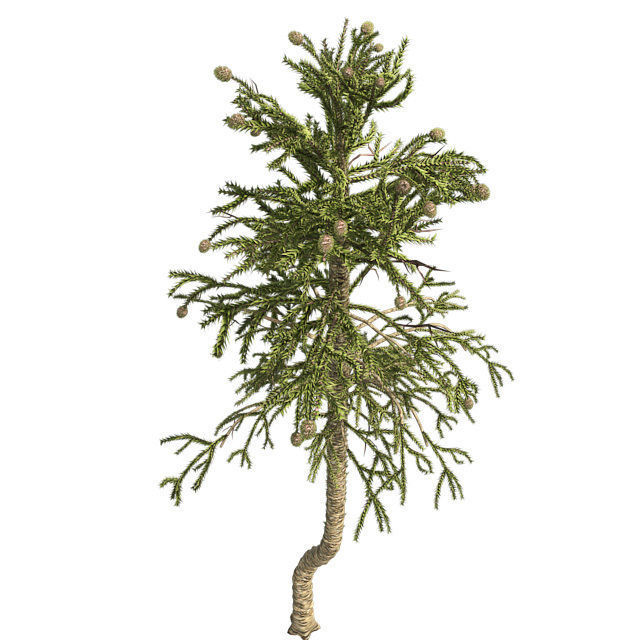 Monkey Puzzle Tree Low-poly 3D model_2