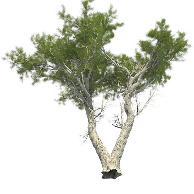 Monterey Cypress Tree Low-poly 3D model_2