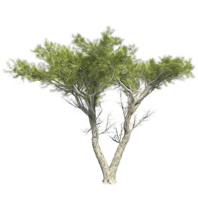Monterey Cypress Tree Low-poly 3D model_1