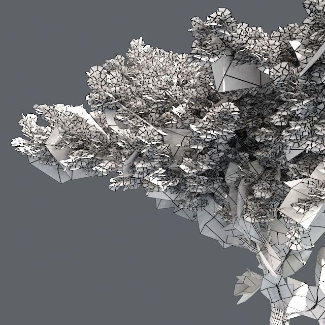 Monterey Cypress Tree Low-poly 3D model_4