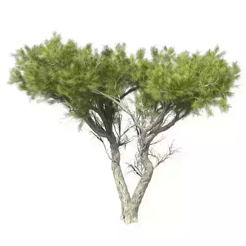 Monterey Cypress Tree Low-poly 3D model