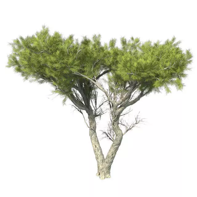 Monterey Cypress Tree Low-poly 3D model_0