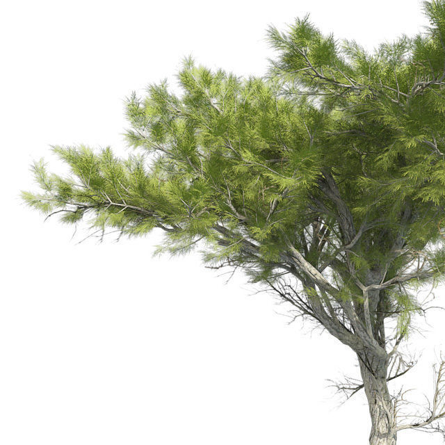 Monterey Cypress Tree Low-poly 3D model_3